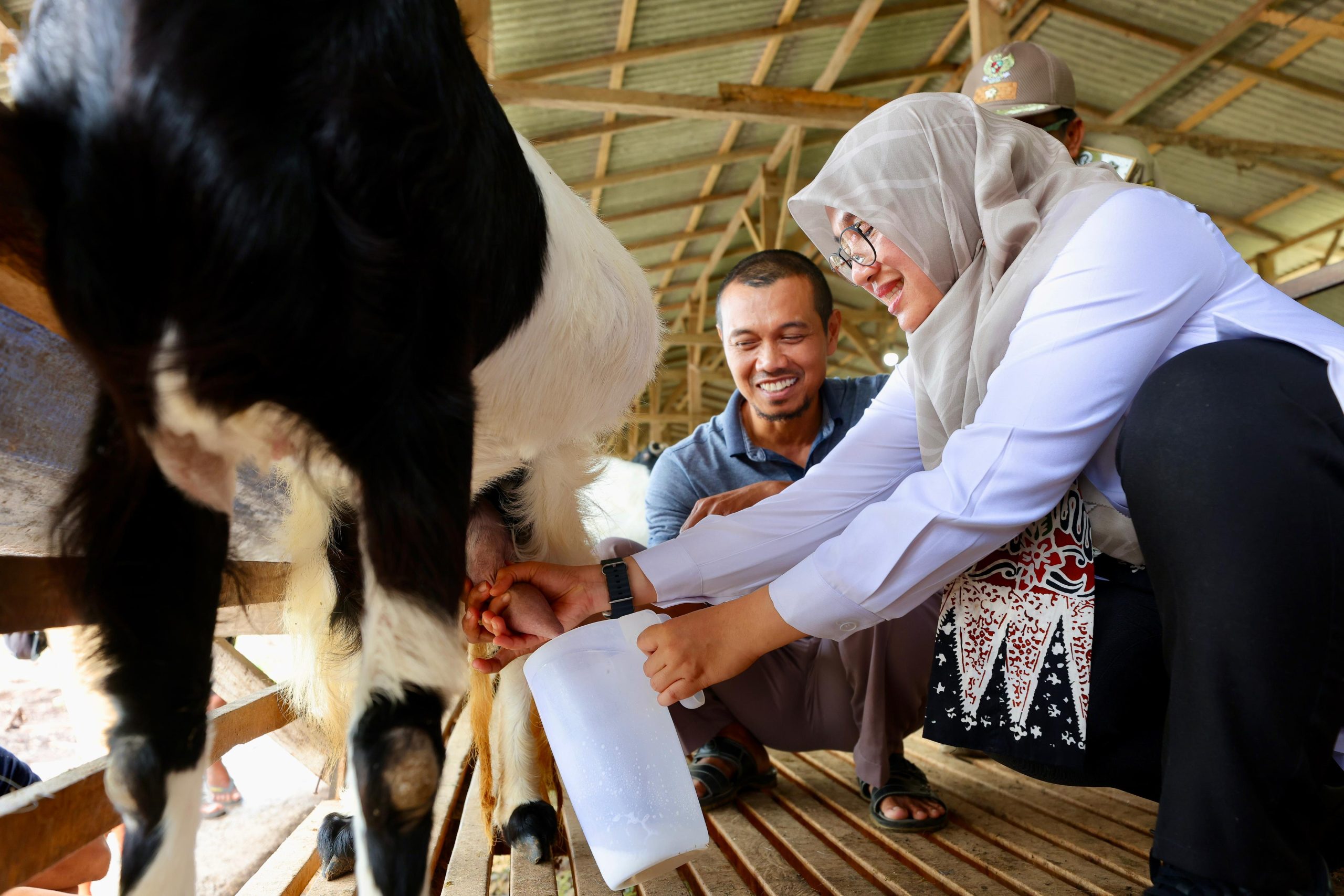 Bupati Banyuwangi Ipuk Fiesiandani berkunjung di peternakan kambing perah milik Jarot.